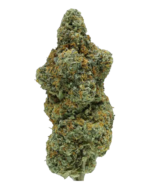 Fleur de CBD White Widow CBDX, têtes de chanvre résineuses et cristallisées - LH CBD Le Havre